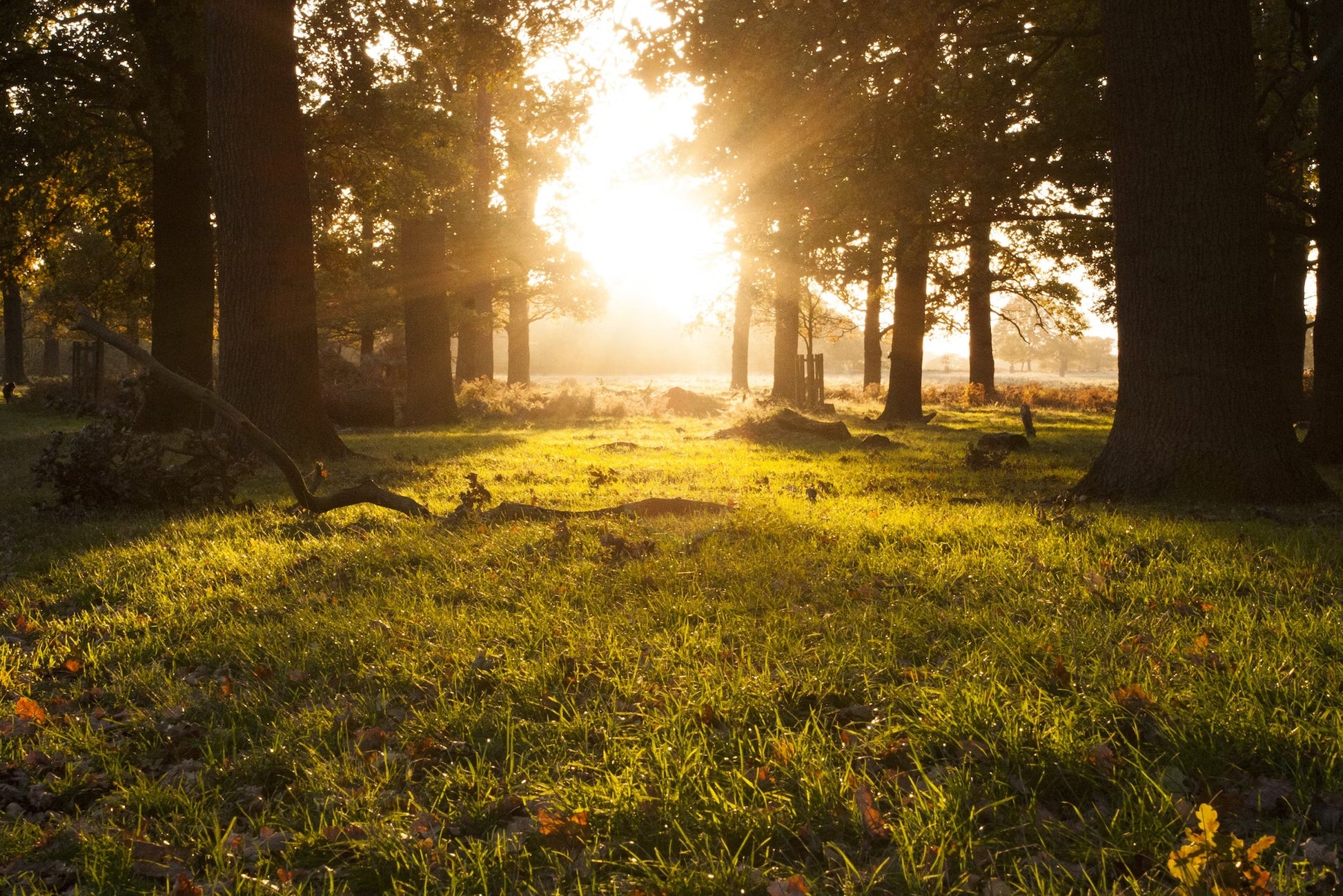 Bedfordshire Yellow treasure hunt with real treasure – explore the area and solve clues