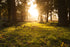Bedfordshire Yellow treasure hunt with real treasure – explore the area and solve clues
