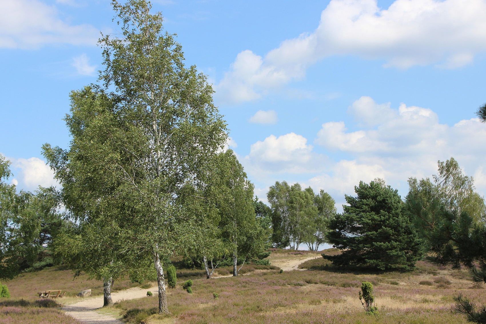 Fun and interactive London Hampstead Heath treasure hunt for couples, families, and friends.