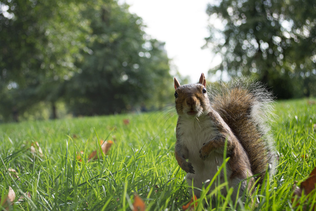 Corporate team-building treasure hunt in London's Regents Park for work events and away days.