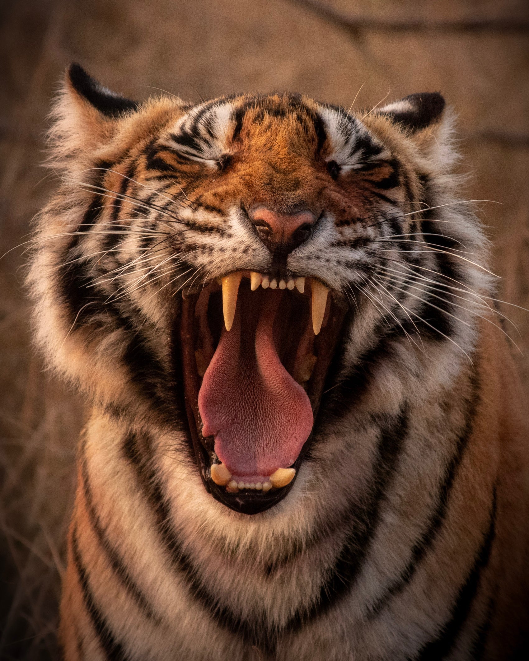 Tiger image celebrating completion of the Puzmat Tiger game