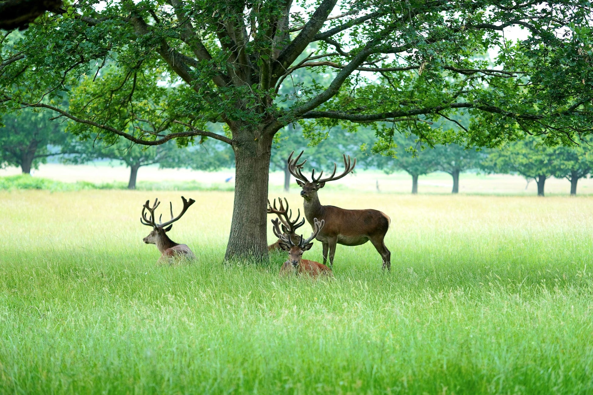 Richmond London treasure hunt with real treasure – explore the area and solve clues