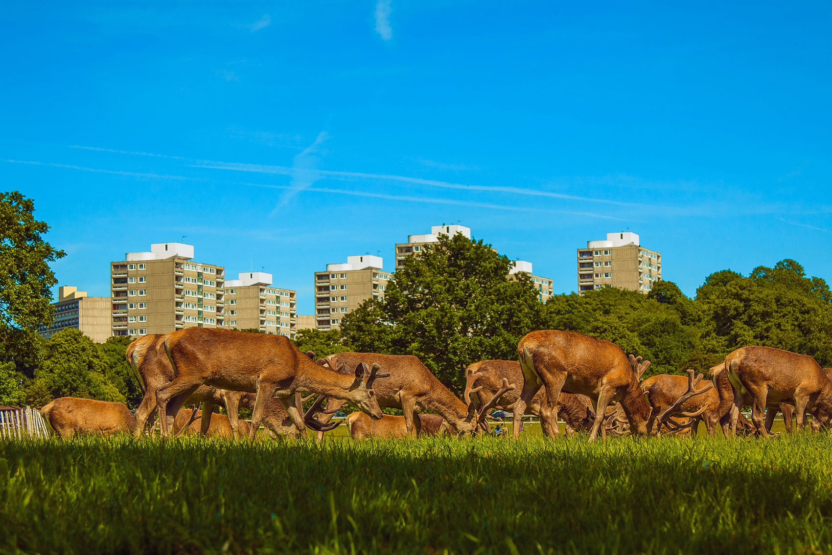 Richmond Park with treasure hunt clues as part of a London Richmond adventure